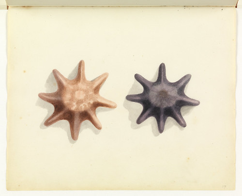 Starfish