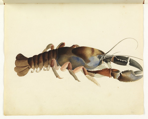Fresh water crayfish