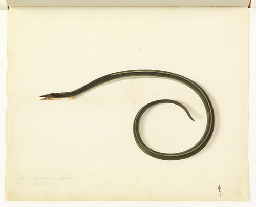Snake eel